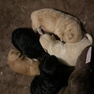 Meet your Posher, Alan